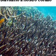 Vi invitiamo a sottoscrivere l’appello promosso da Il Tirreno Stanno distruggendo il corallo rosso sui fondali di Calafuria. I cittadini e gli amanti del mare si ribellano. Oggi in Toscana c’è un vuoto legislativo che […]